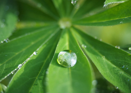 A picture of a water droplet on the leaf of a lupin plant. NLR helps keep mercury out of the environment by recycling universal waste.